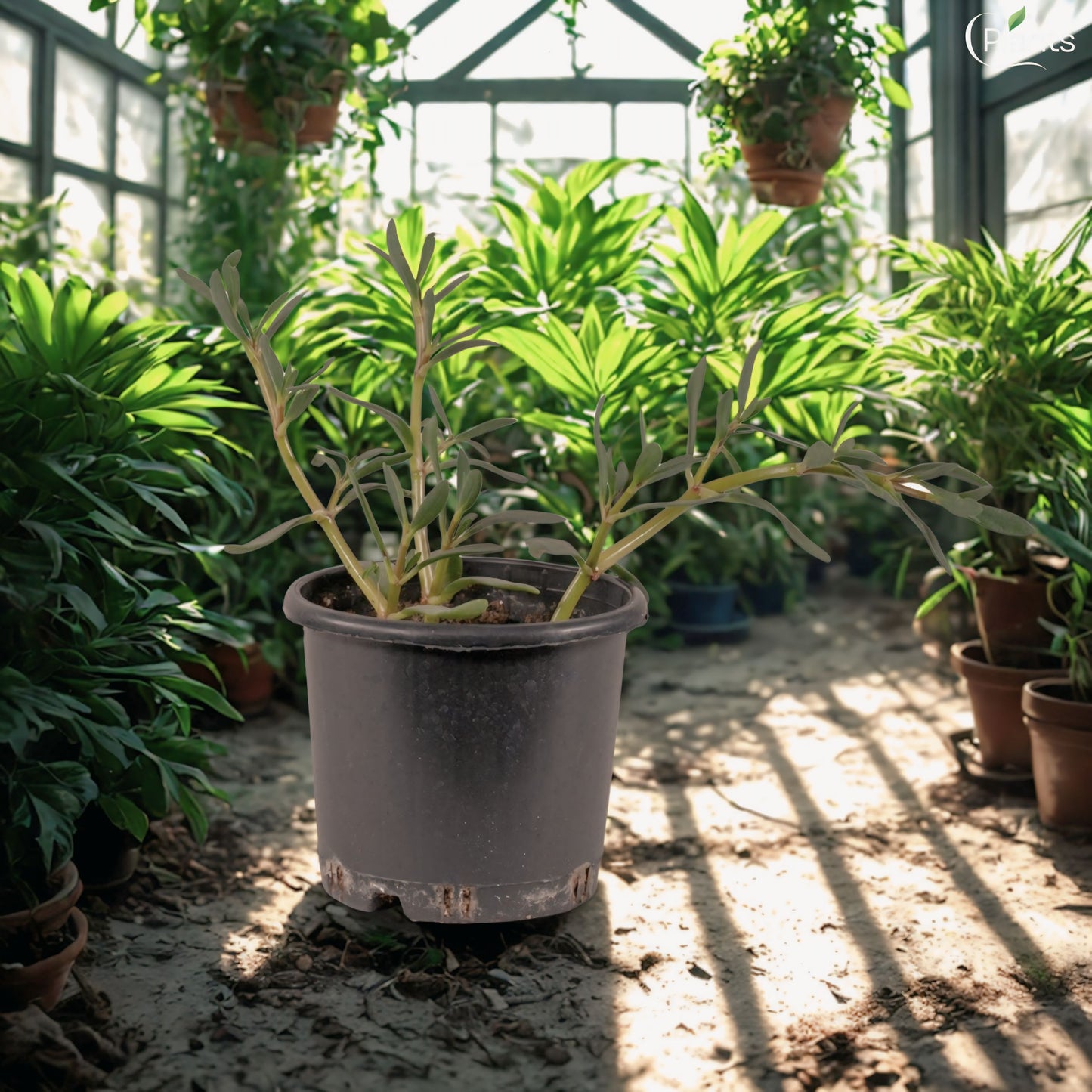 Sesuvium Green