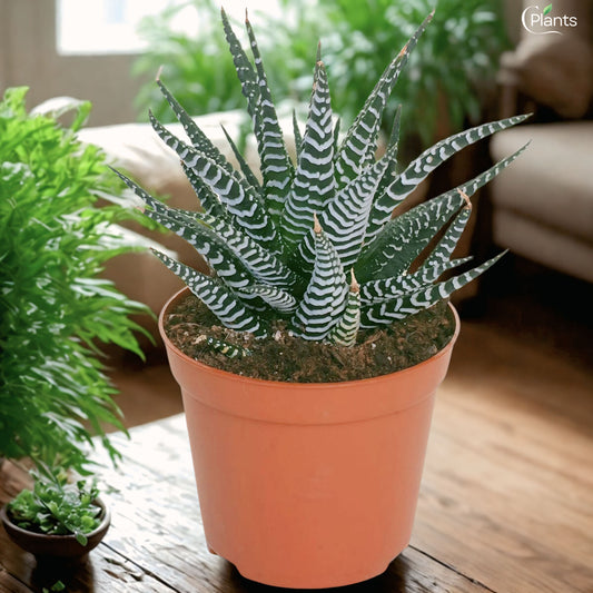 Haworthiopsis Fasciata - Zebra Plant