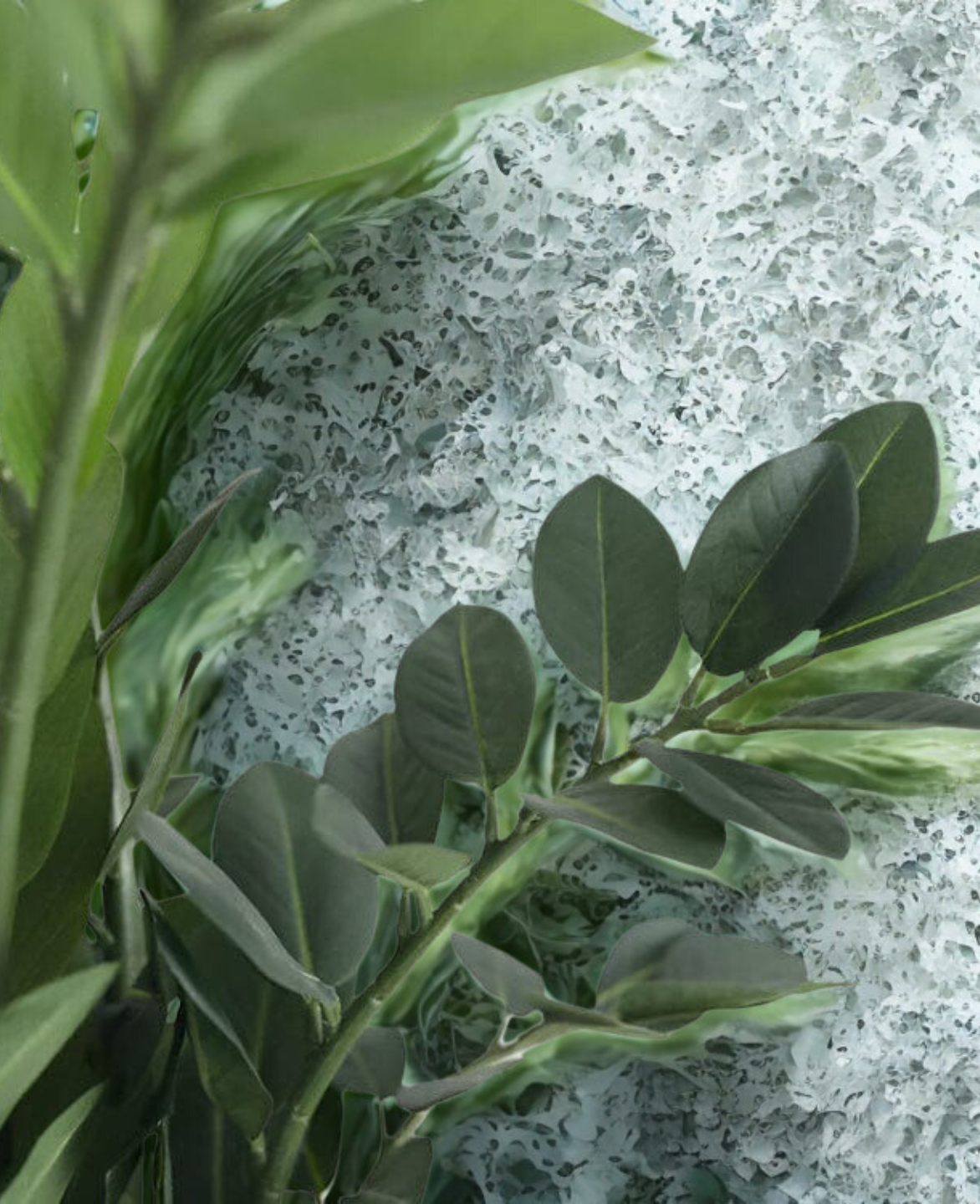 ZZ Plant
