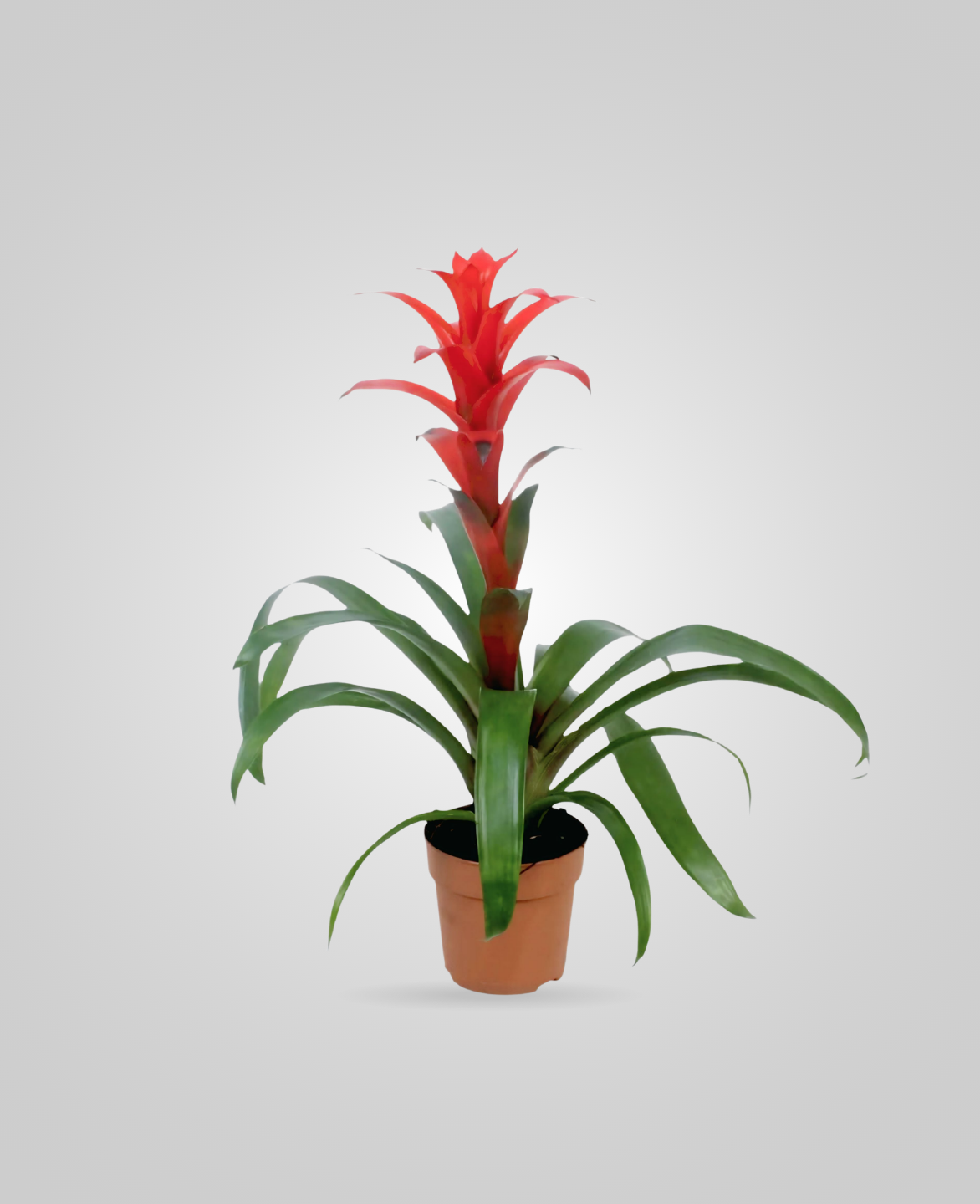 Guzmania Indoor Table Top Plant1 - cplants.ae