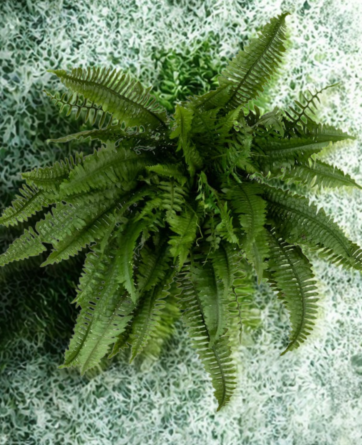 Boston Fern Plant