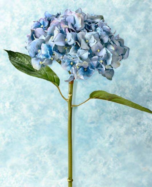Hydrangea
