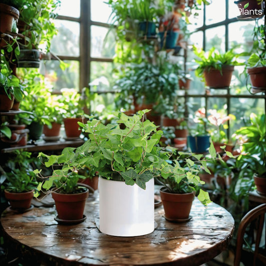 Ivy Plant (Hedera helix)