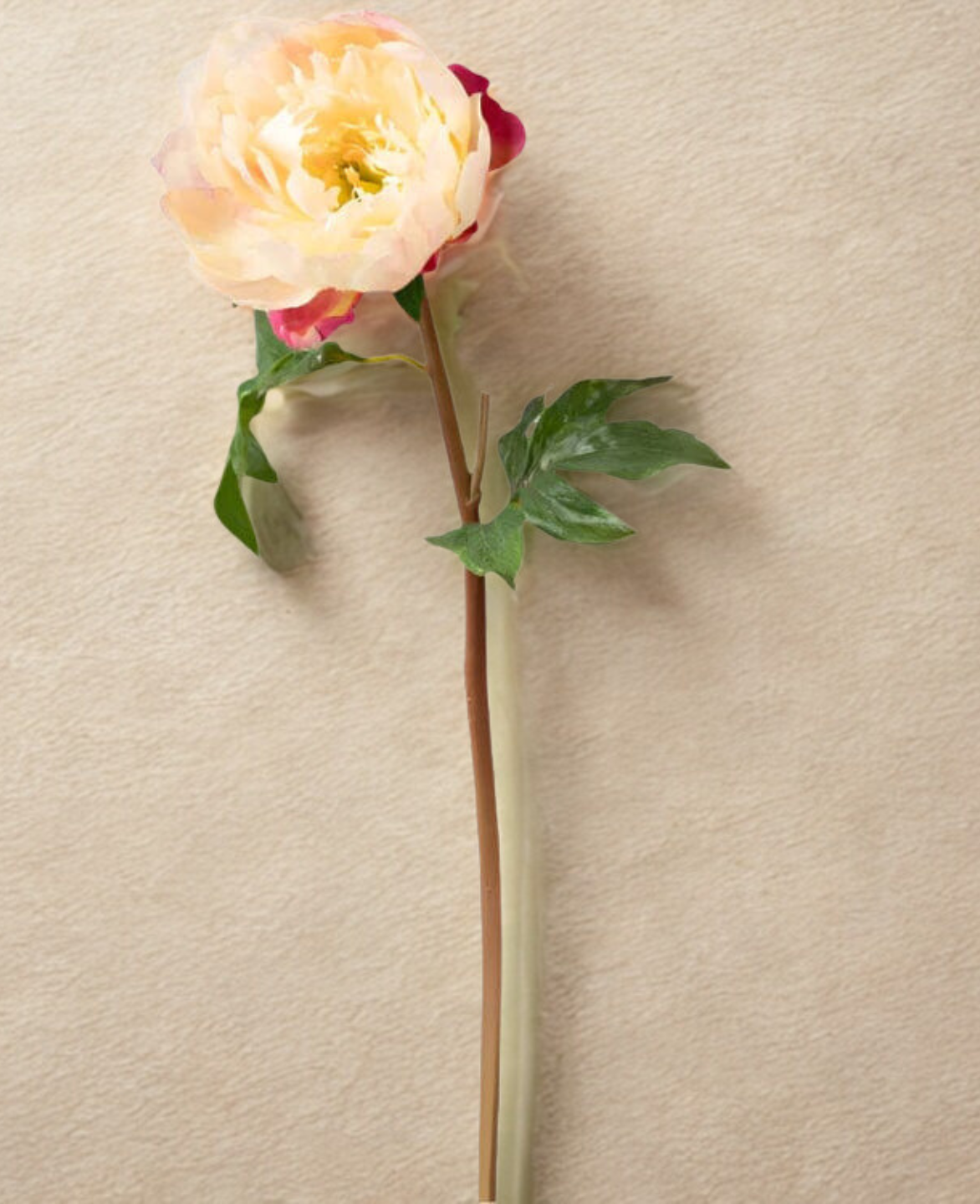 Peony