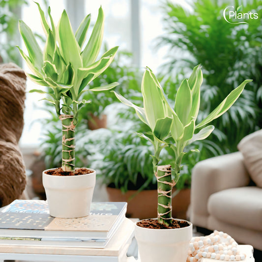 Dracaena Golden Coast