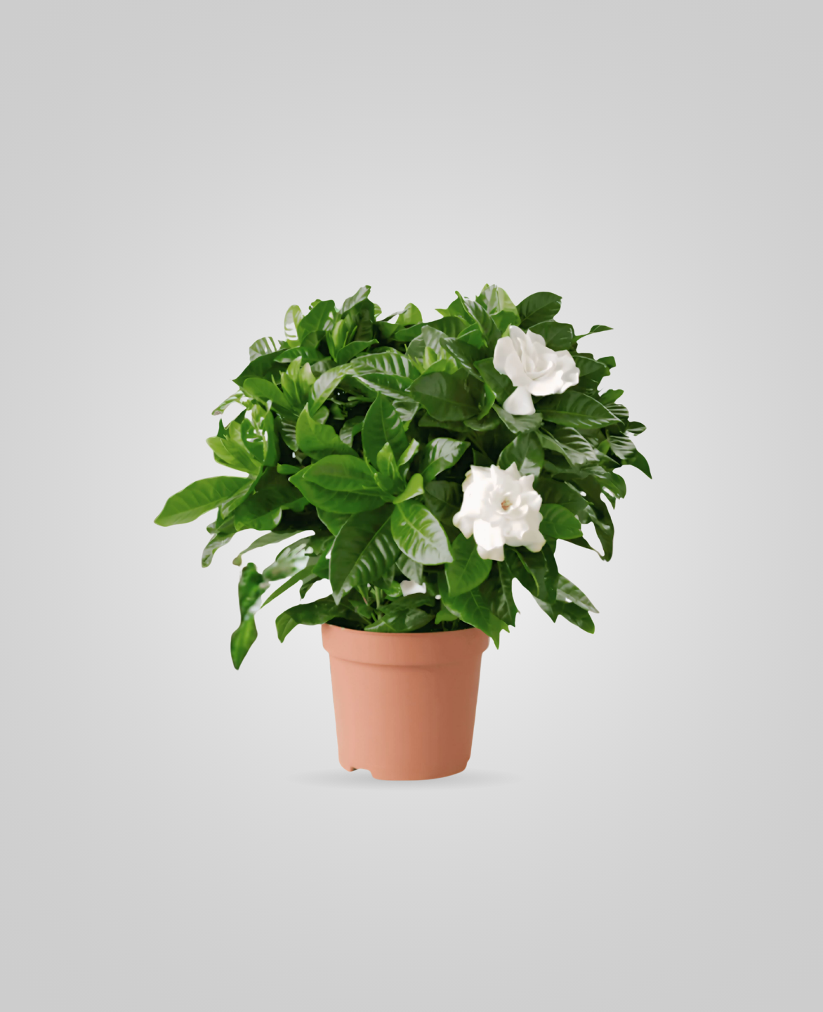 Gardenia