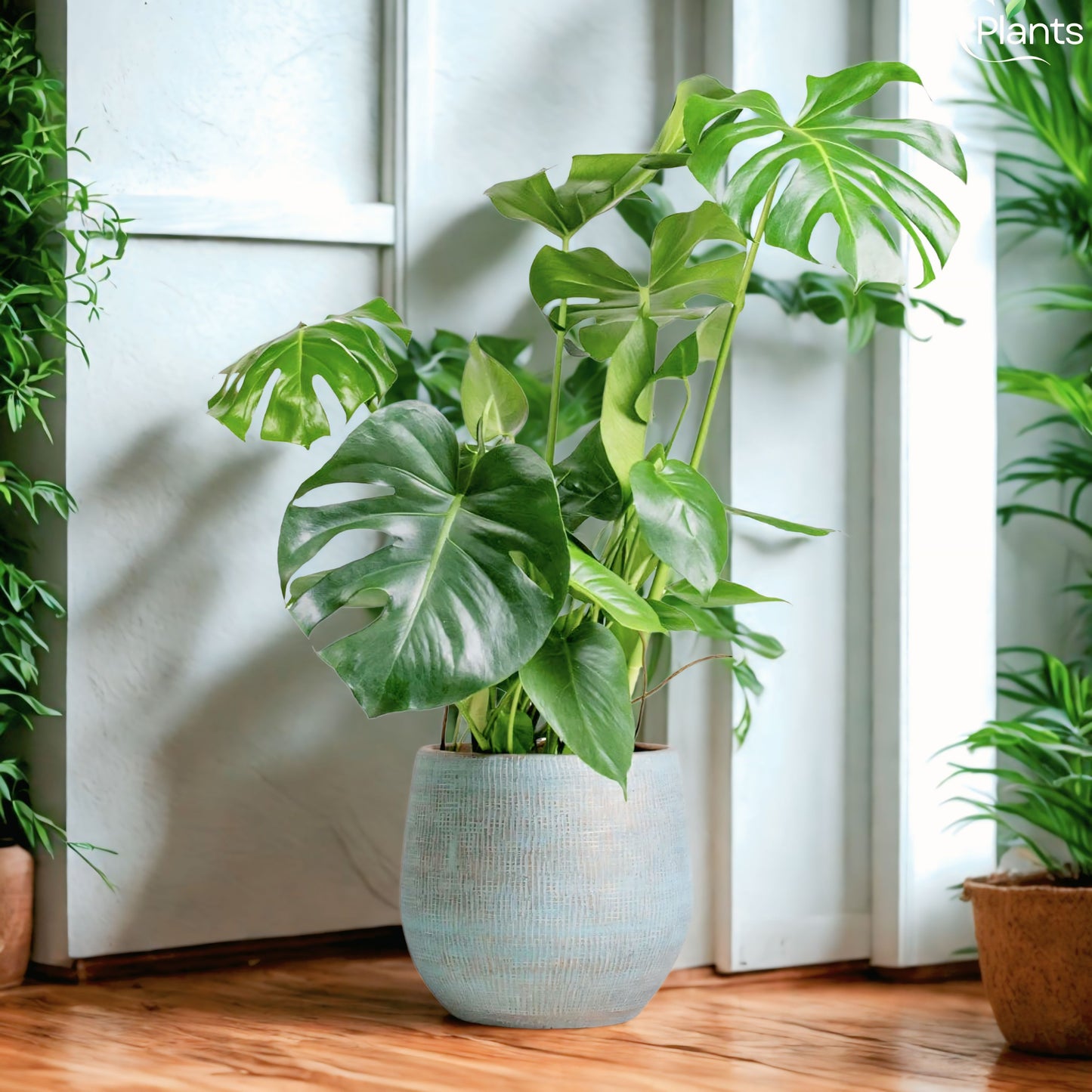 Monstera