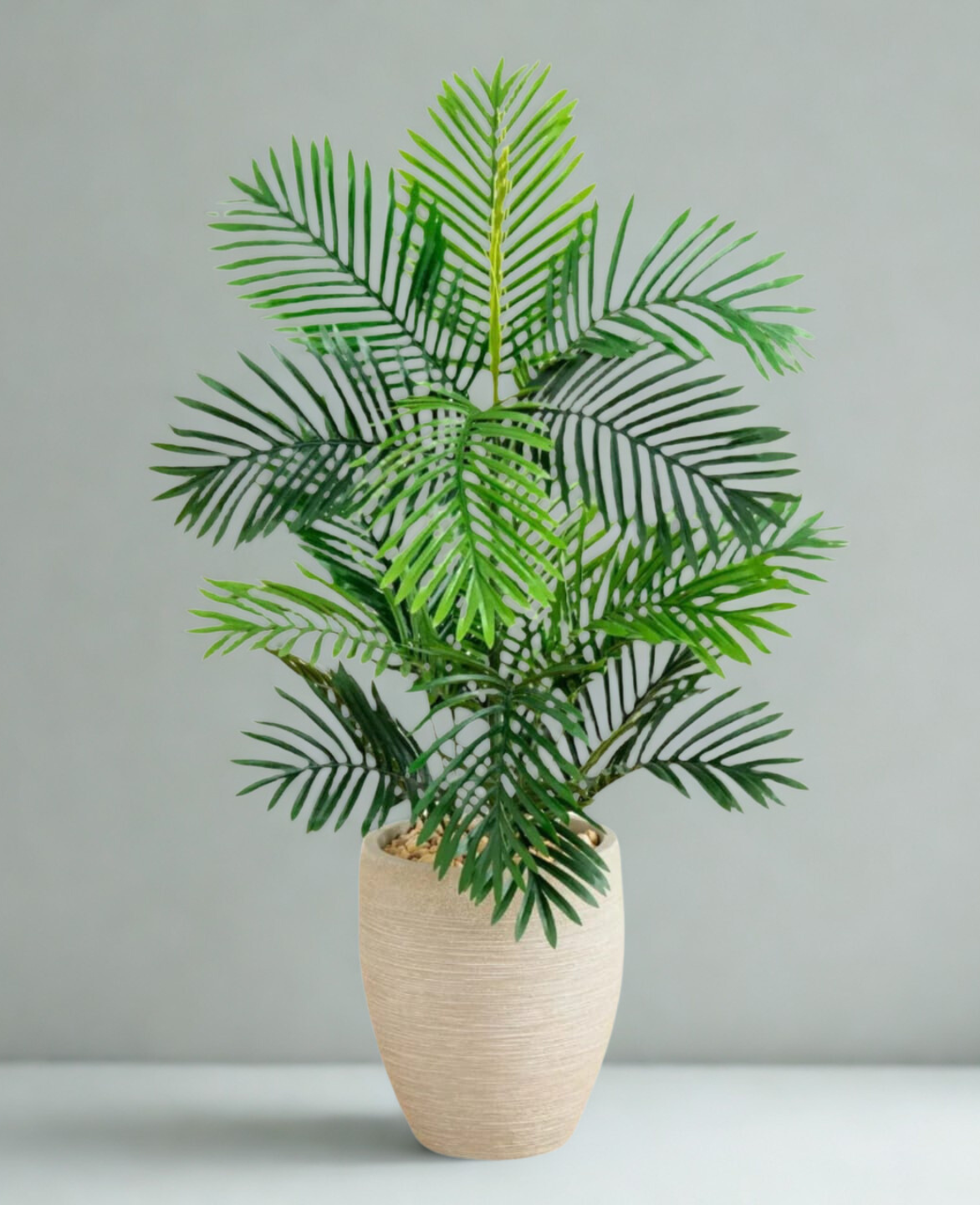 Paradise Palm