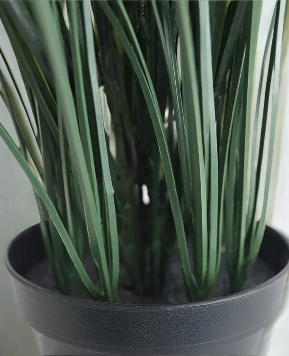 Grass Plant