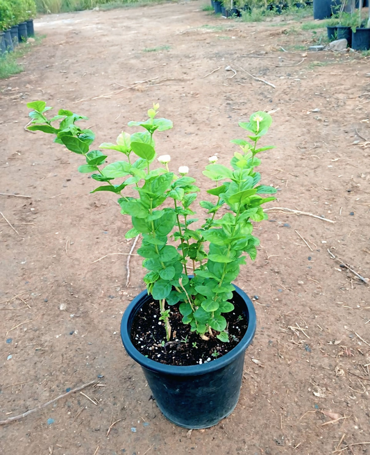 Arabian Jasmine/Jasmine Sambac