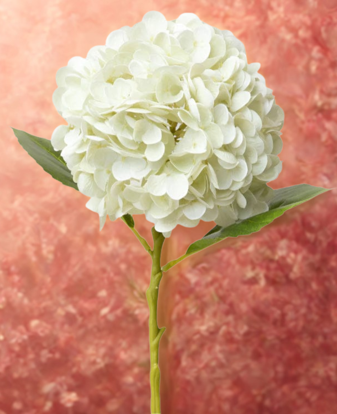 Hydrangea