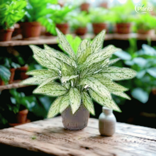 Aglaonema Silver Queen