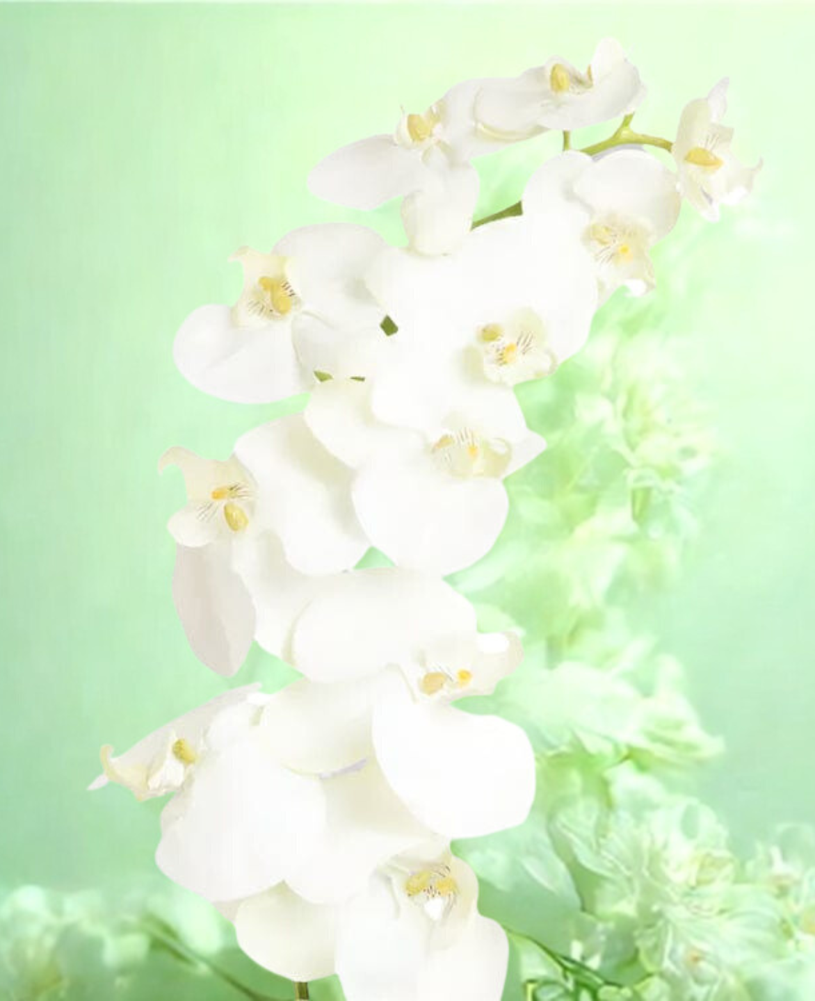 Orchid