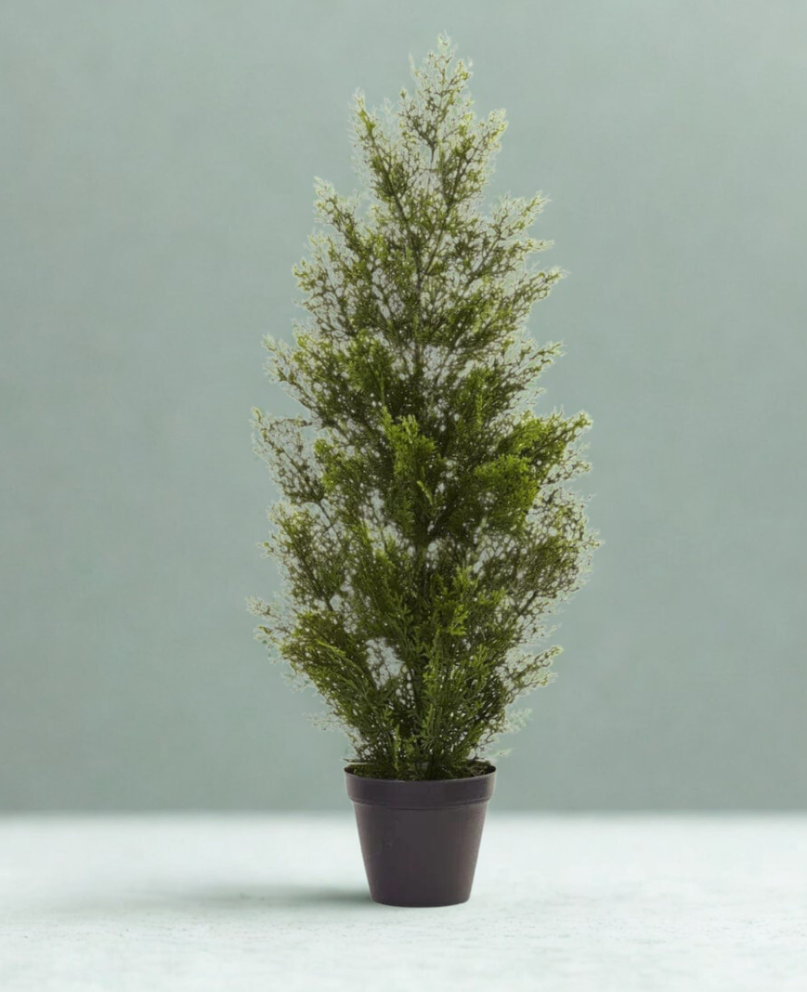 Mini Cedar Pine Tree