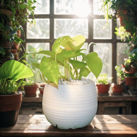 Money Plant table top