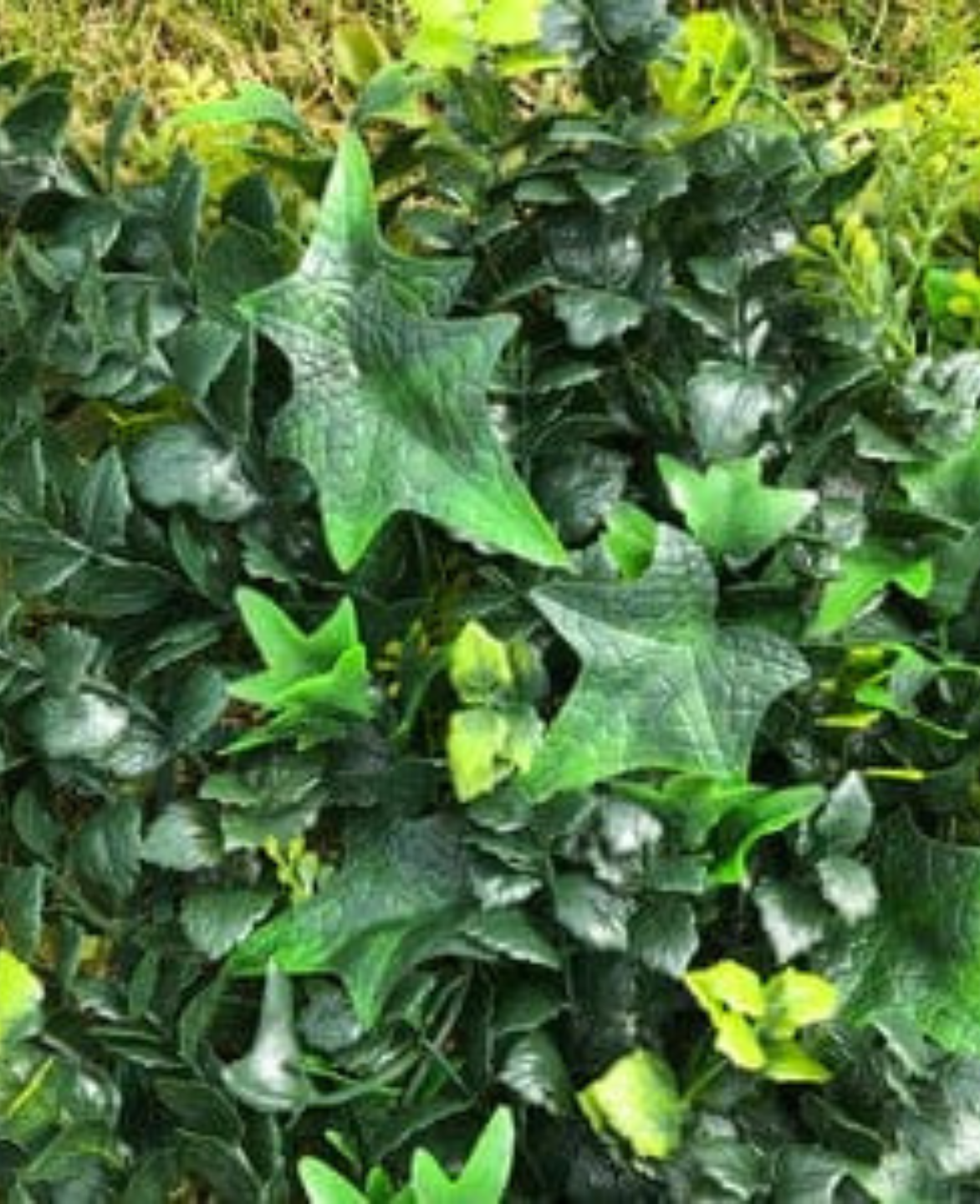 Artificial Ivy Bush