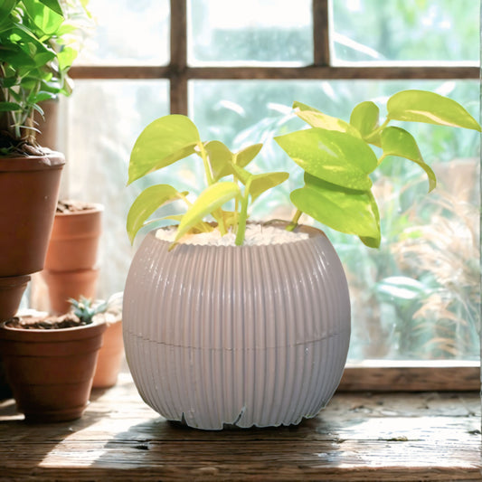Money Plant with Ball Pot