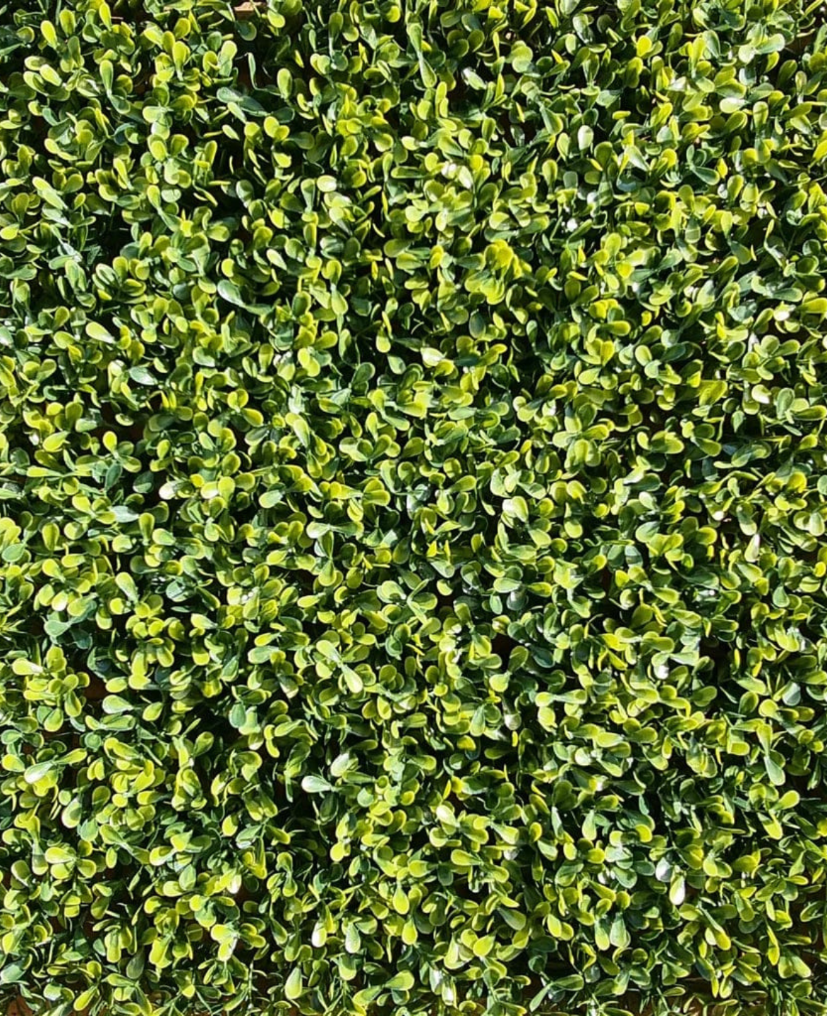 Artificial Yellow Boxwood Hedging Panel