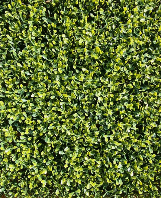 Artificial Yellow Boxwood Hedging Panel