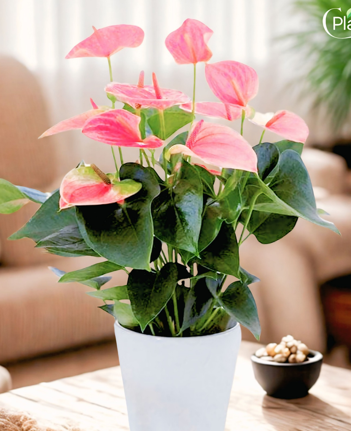 anthurium pink 40cm house plants delivered Red Anthurium - Flamingo Flower Indoor Plant