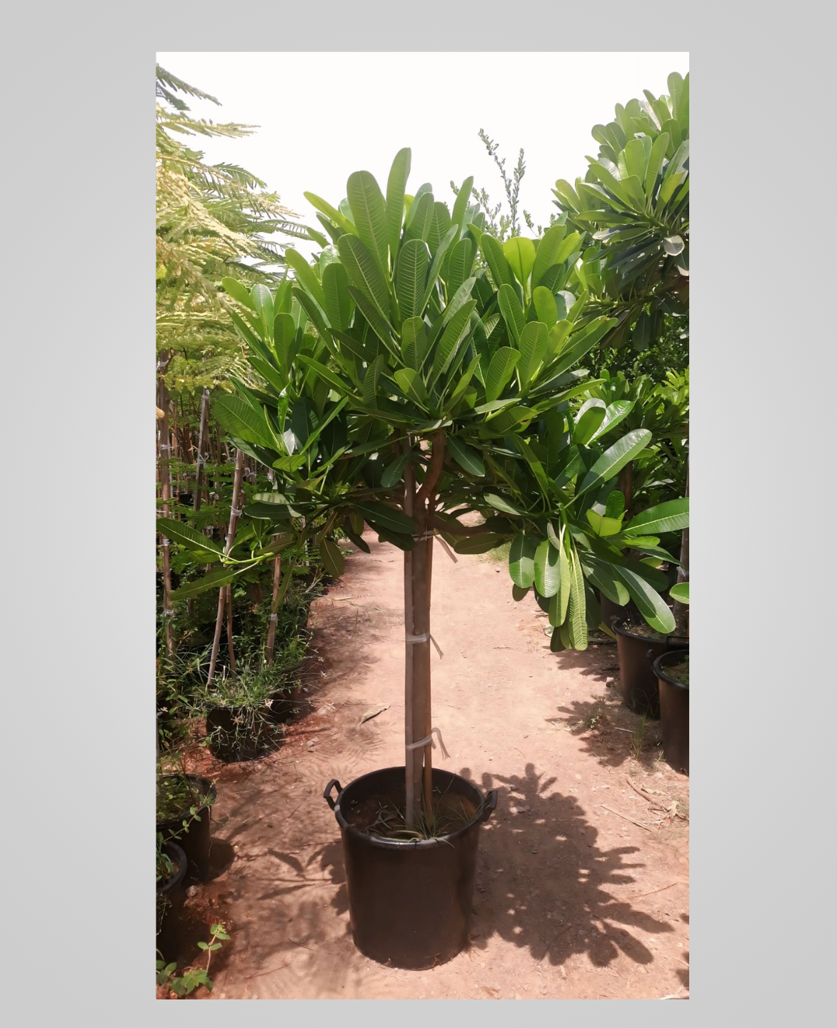 Plumeria