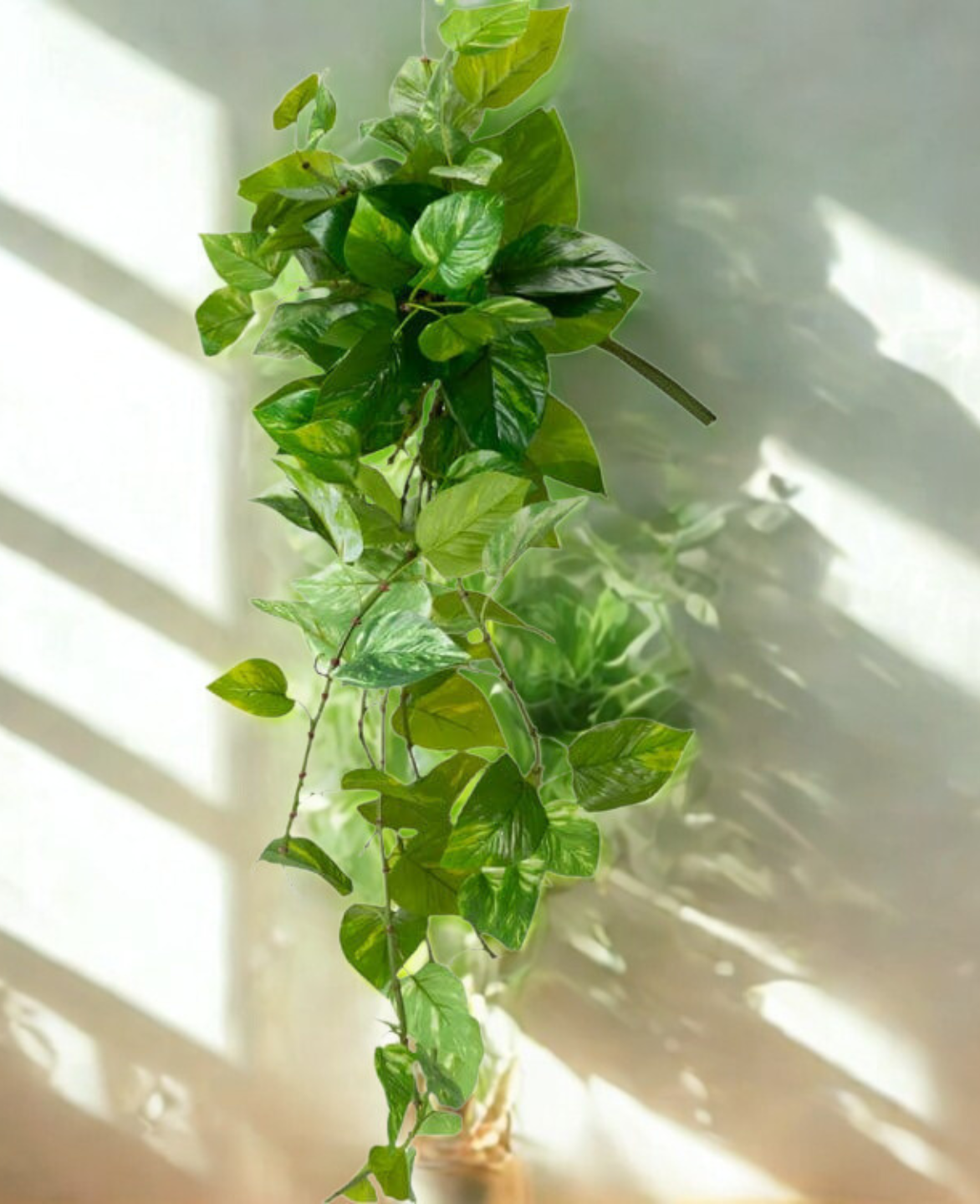 Pothos