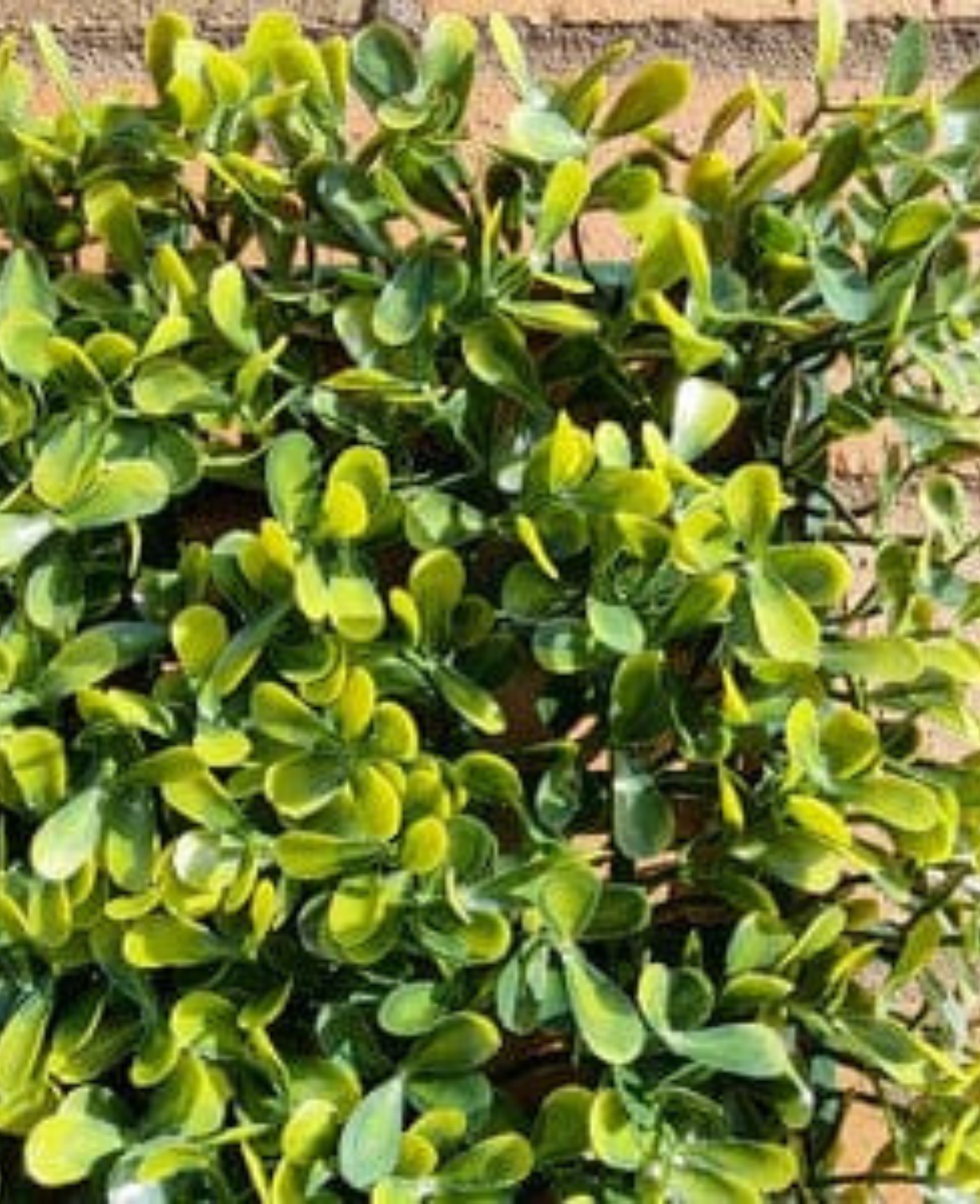 Artificial Yellow Boxwood Hedging Panel