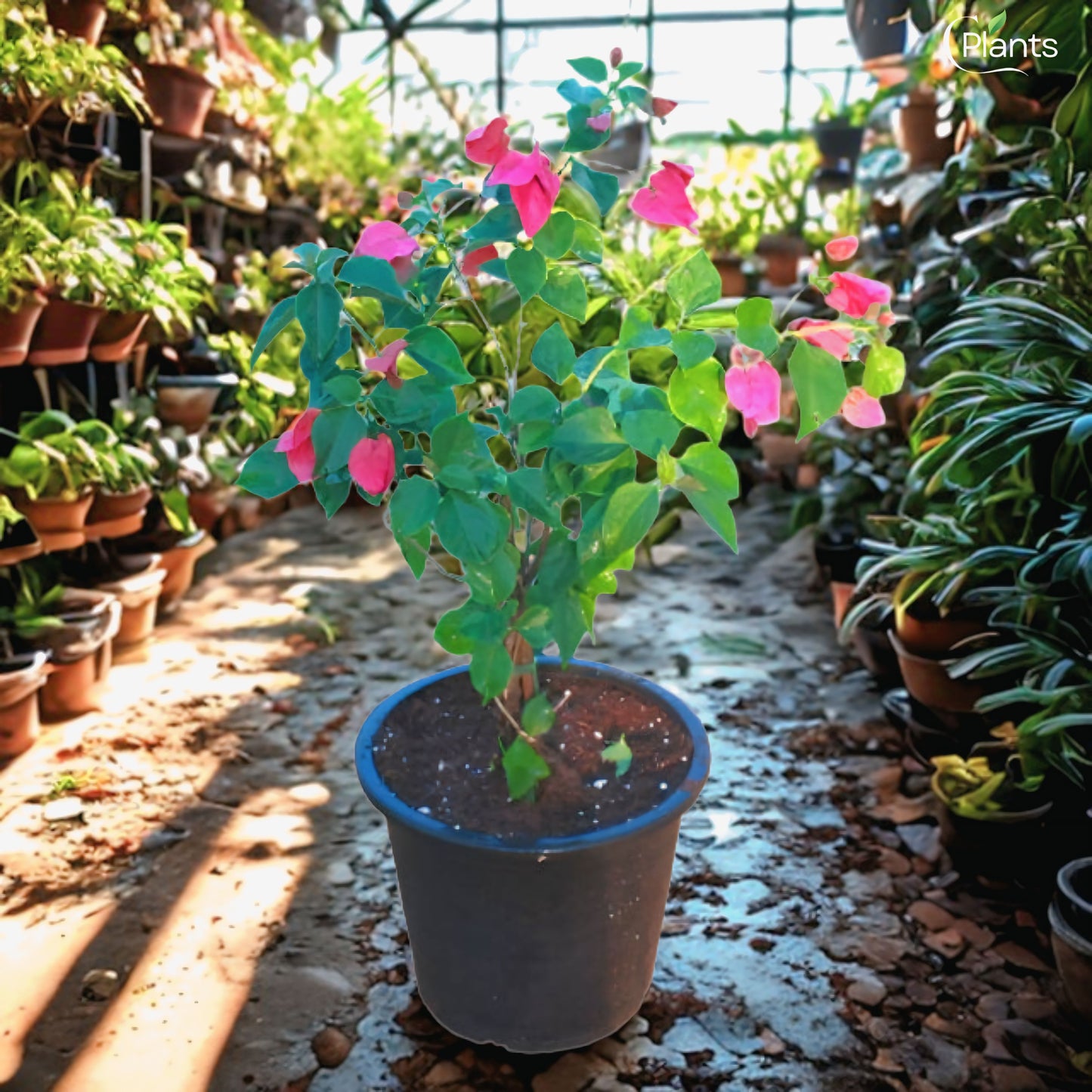 Bougainvillea Pink