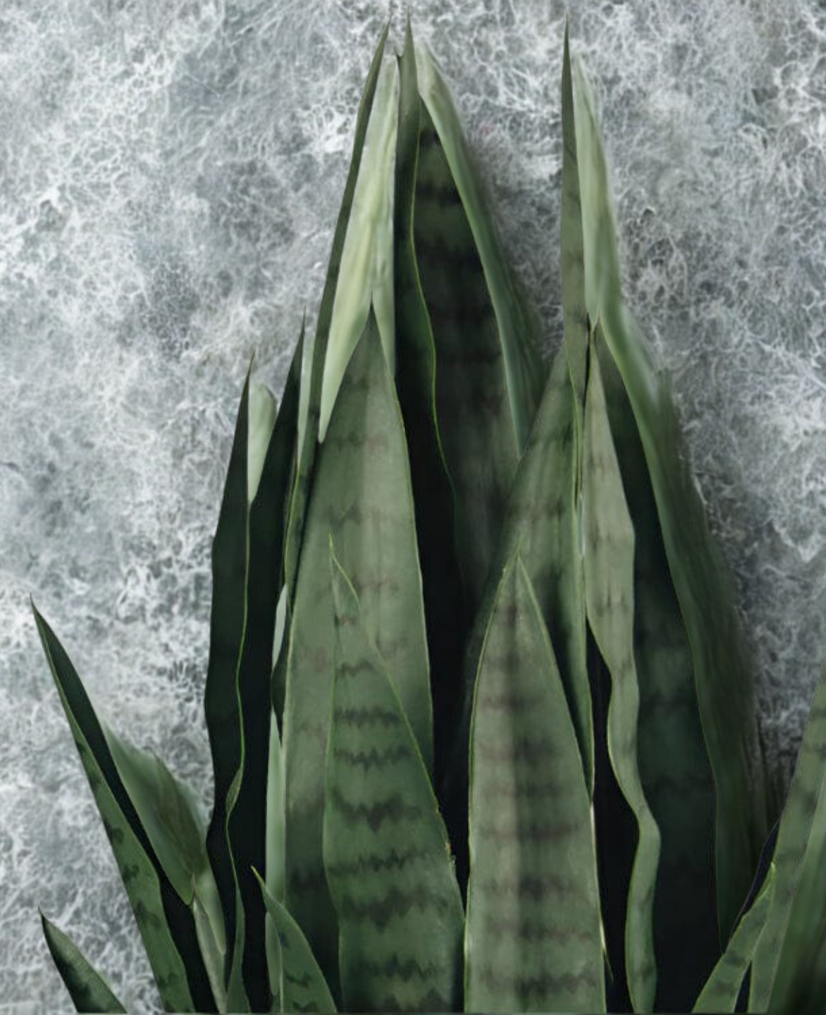 Snake Plant