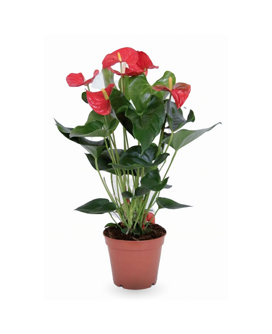 Anthurium