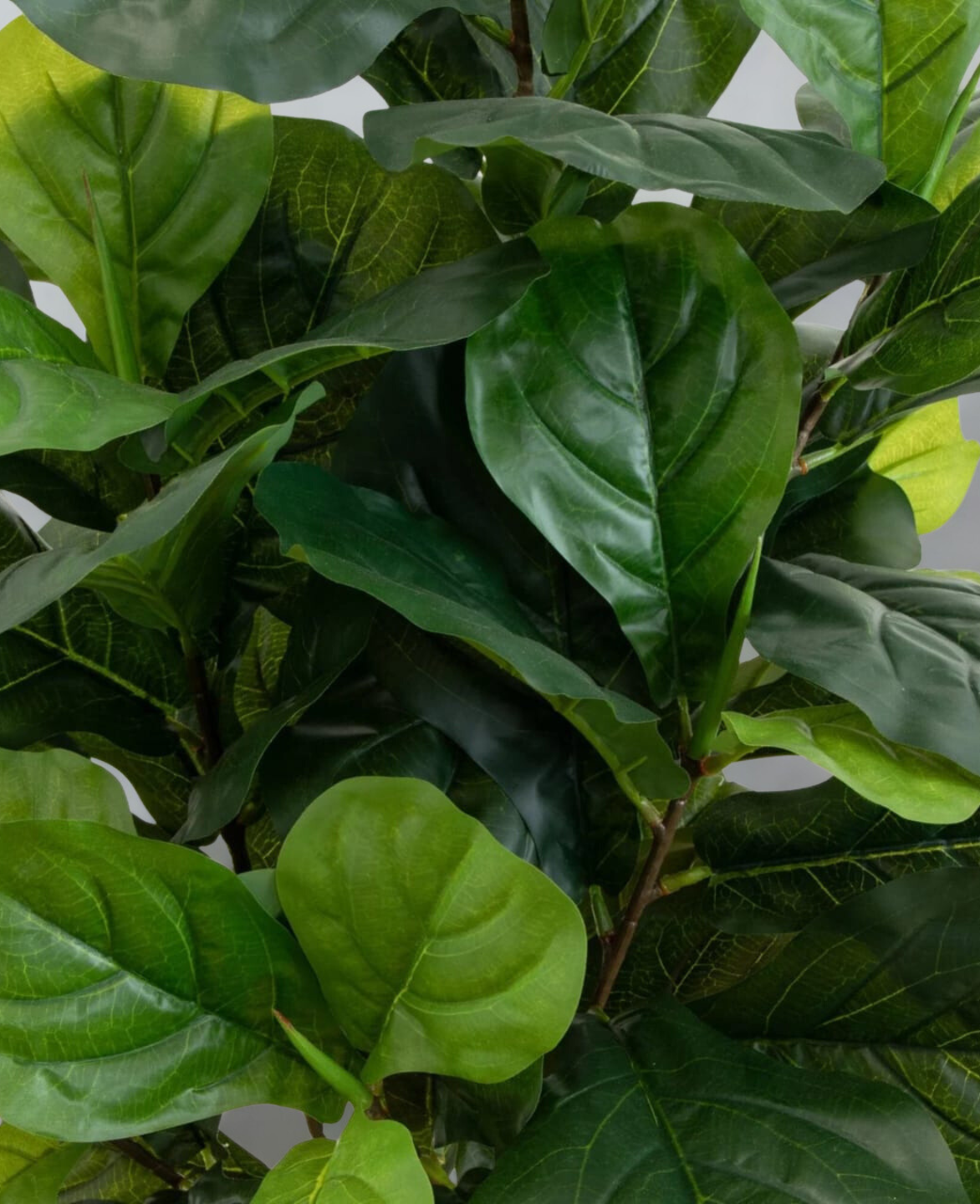 Giant Leaf Fiddle Leaf Fig Tree
