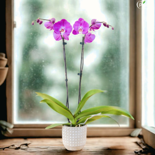 Double Stem White Orchid Online