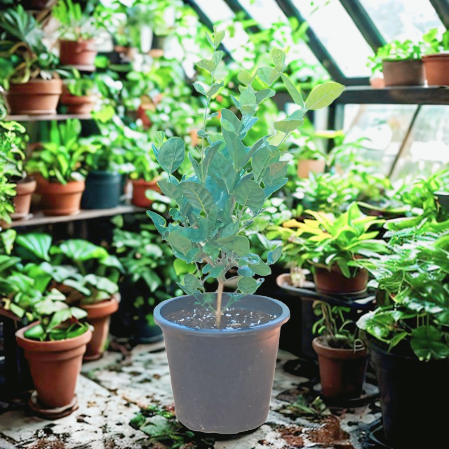 Jasmine Plant