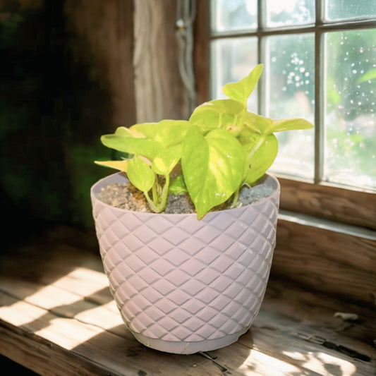 Money Plant With Fiber Pot