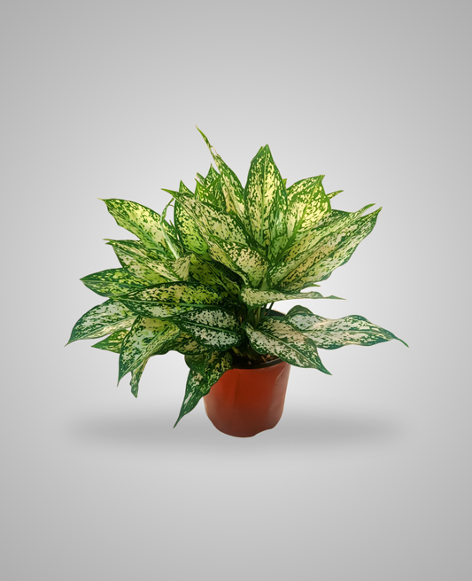 Aglaonema