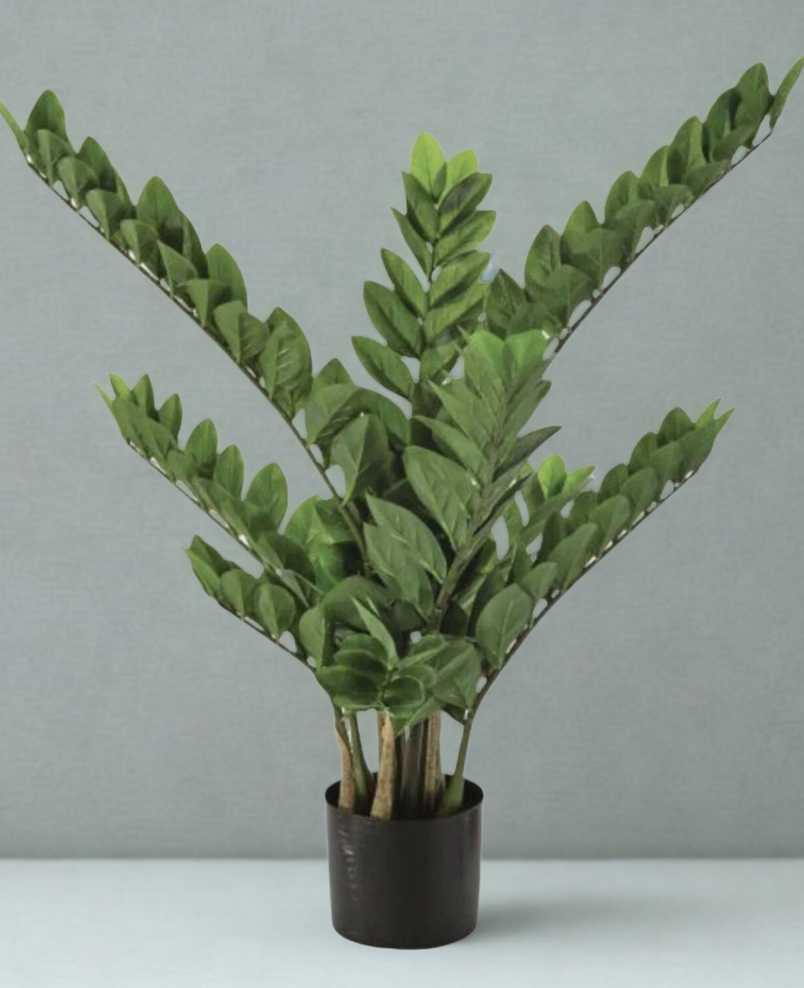 ZZ Plant