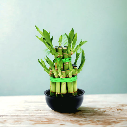 Lucky Bamboo Plant 2 Tier