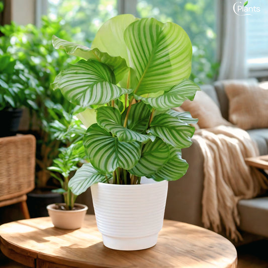 Calathea Orbifolia (Decorative Indoor Plant with striking foliage)