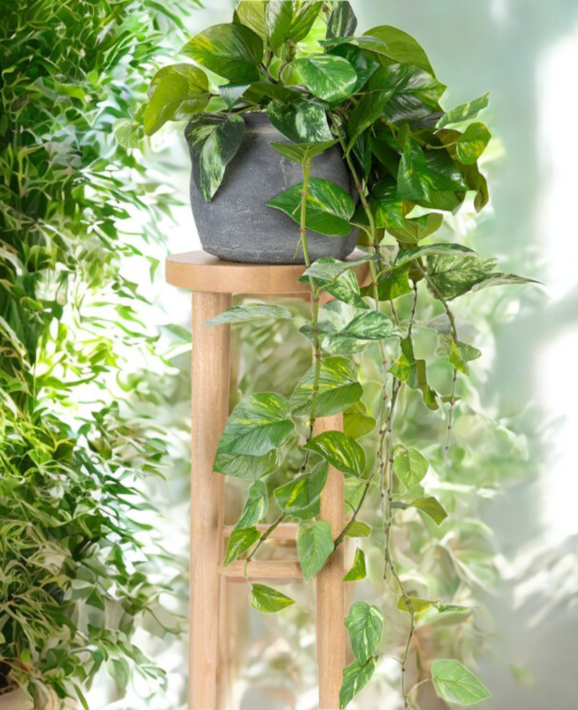 Pothos