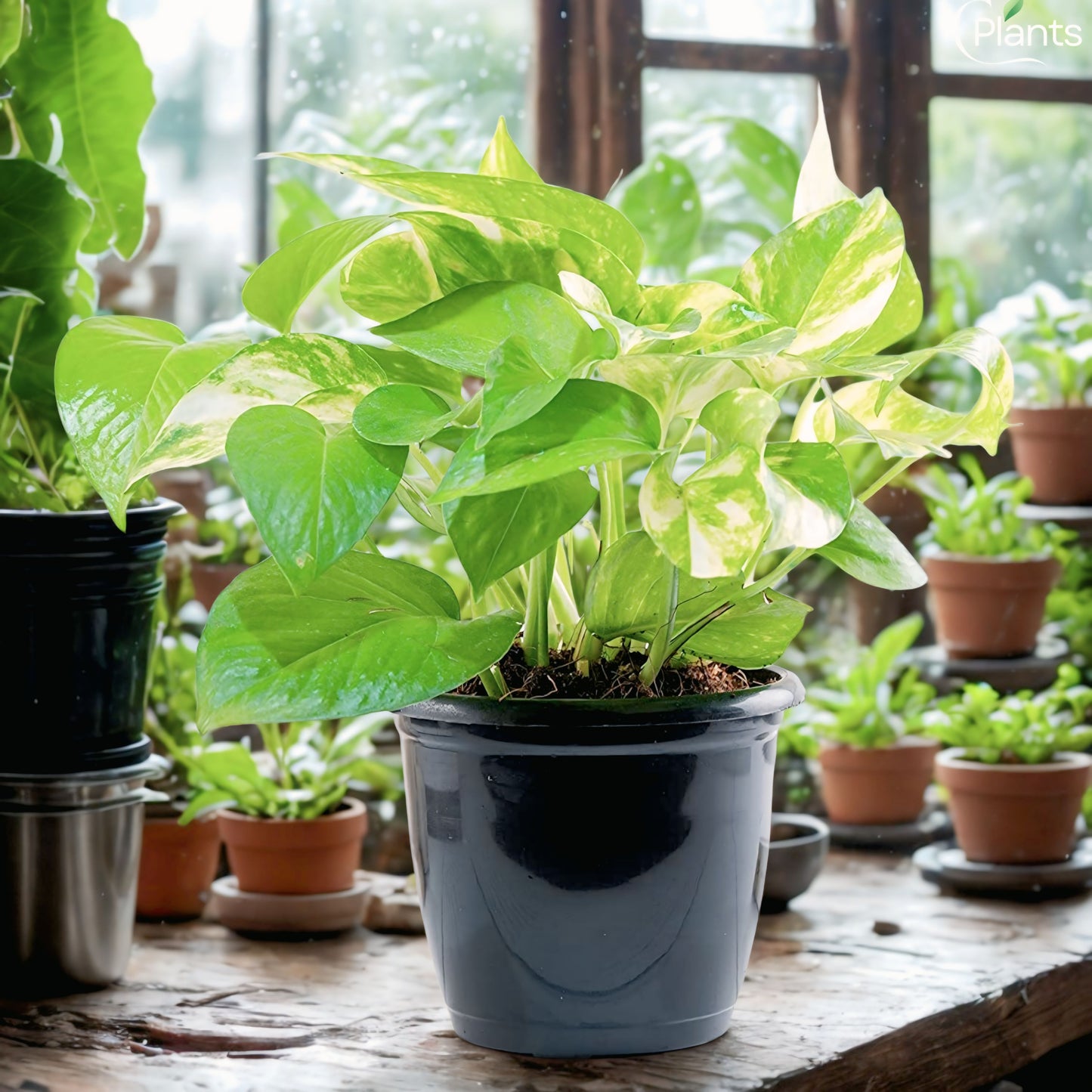 Money Plant