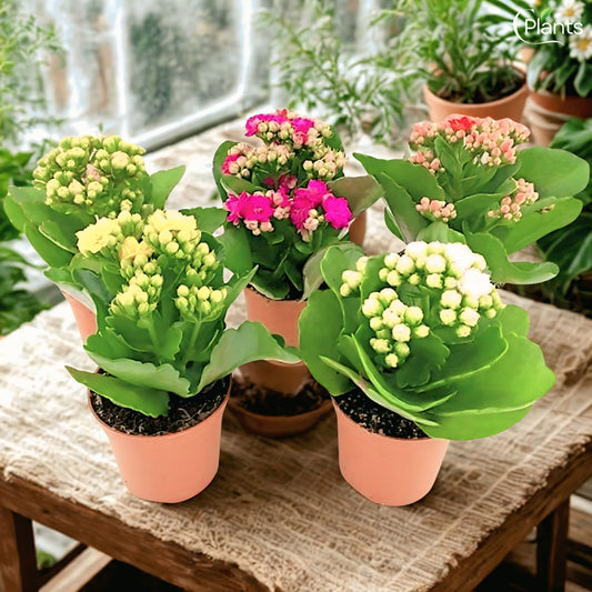 Kalanchoe