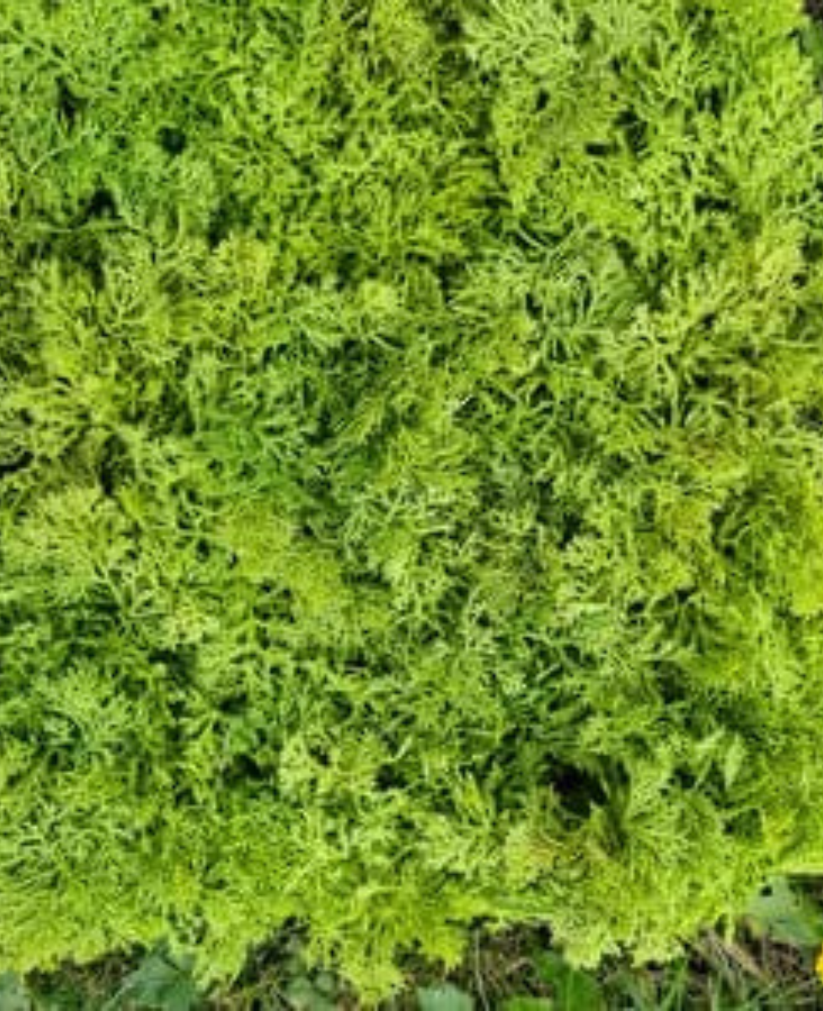 Artificial Moss