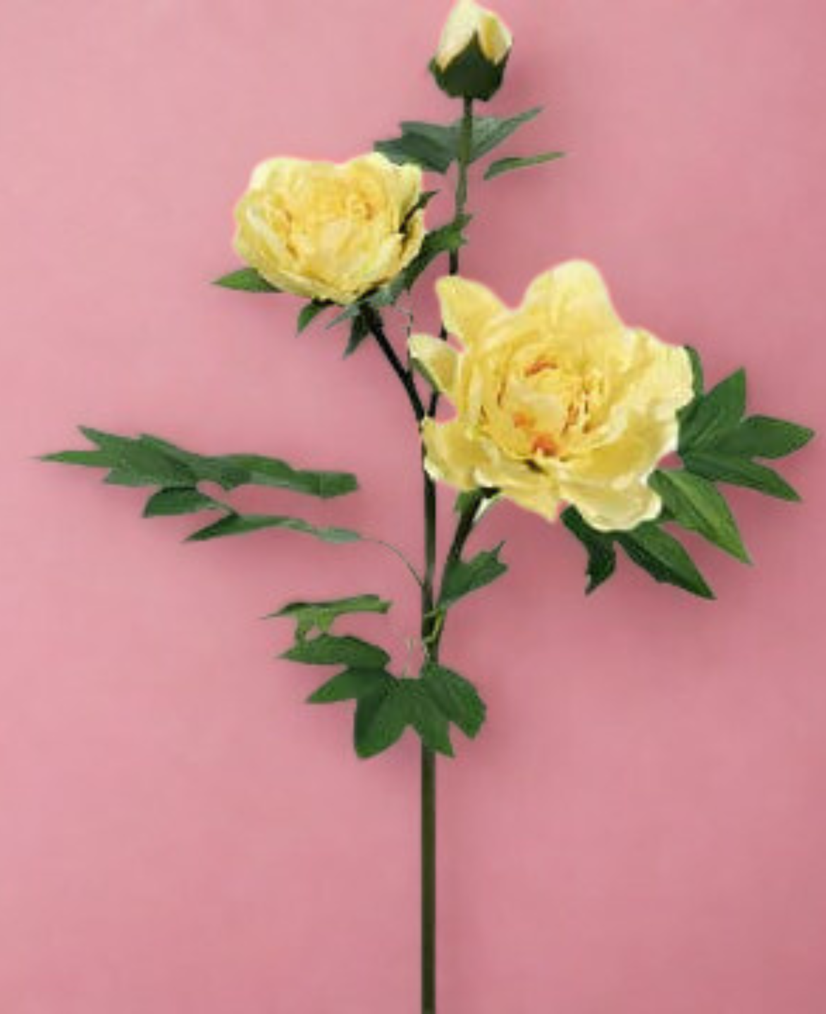 Peony