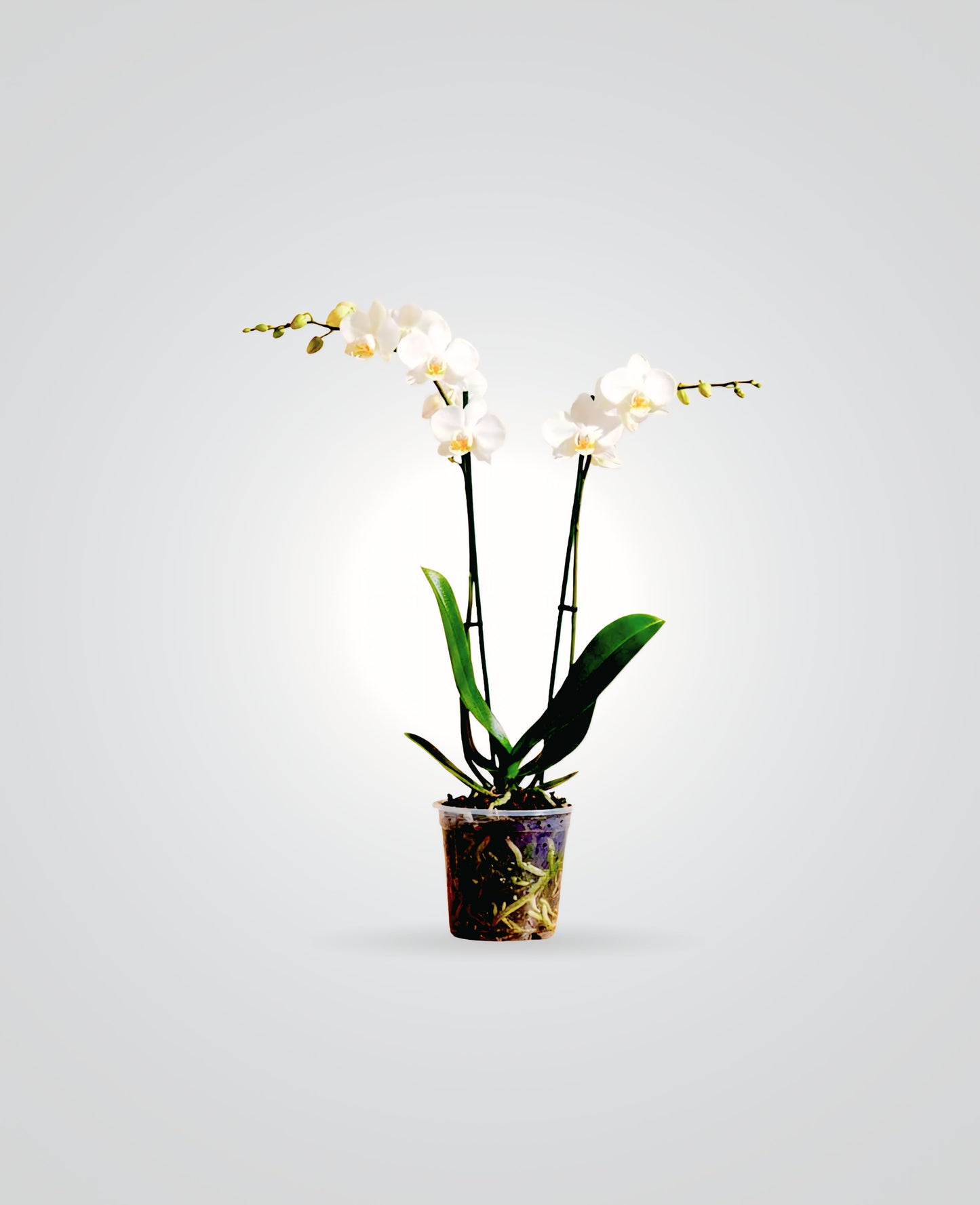 Phalaenopsis Orchid white Double Stem-cplants.ae