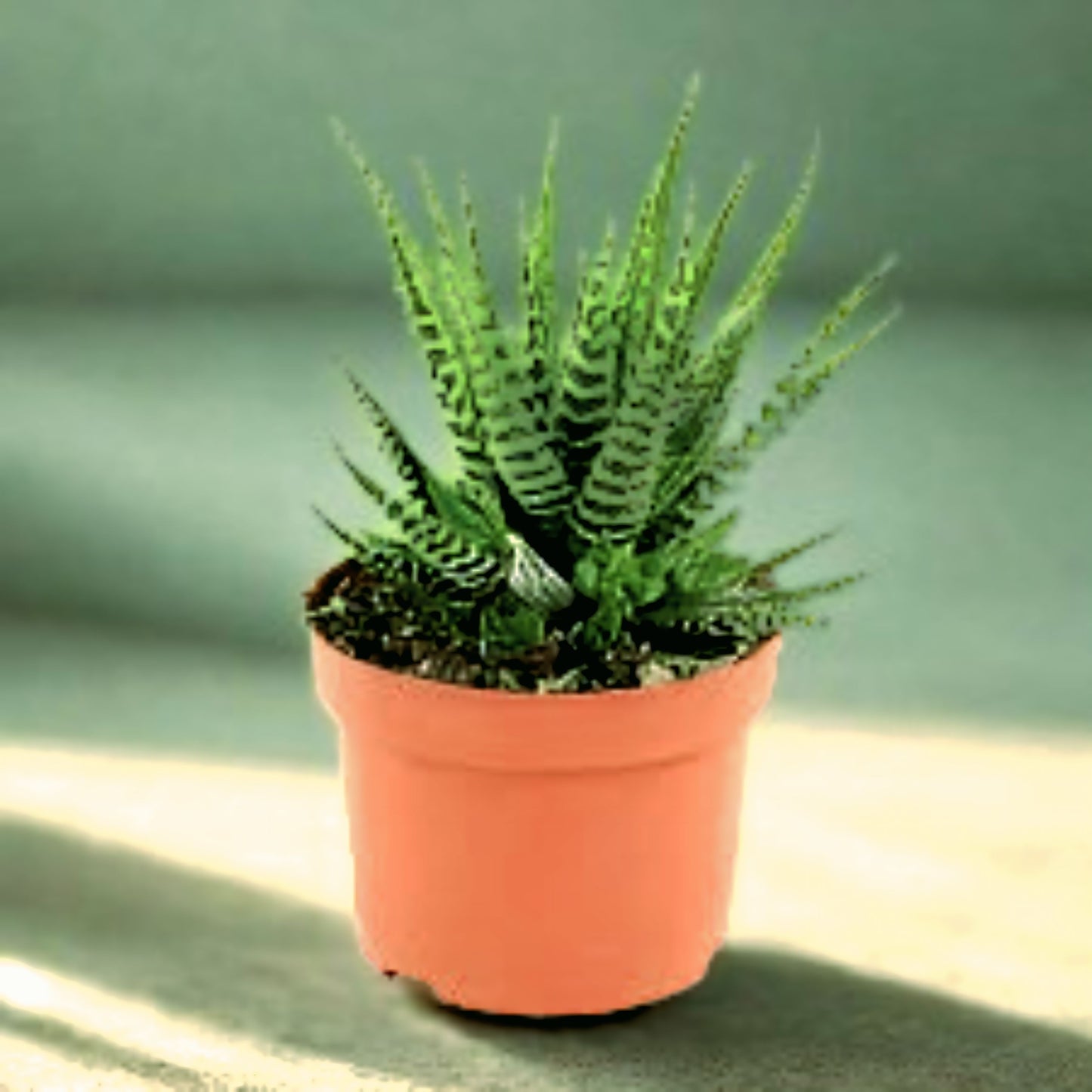 Zebra Cactus