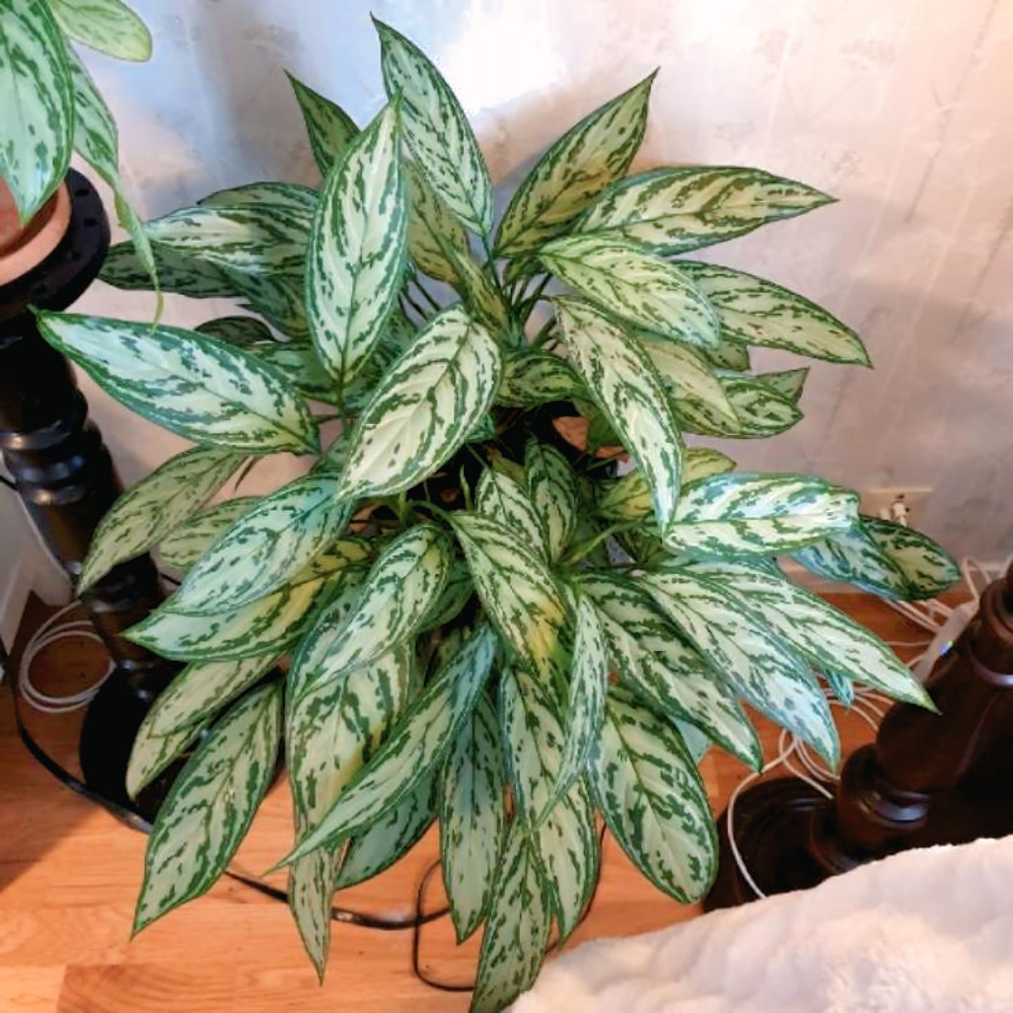 Aglaonema Silver Queen