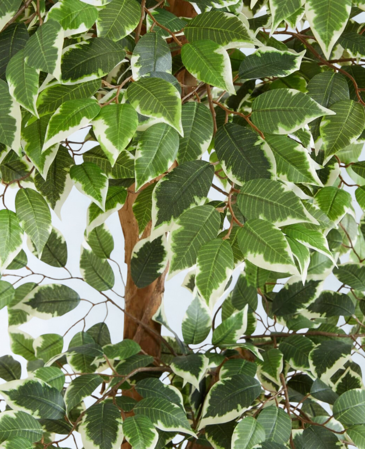 Variegated Ficus Tree