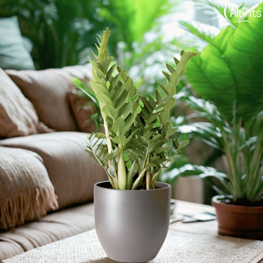 Zamioculcas zamiifolia - ZZ Plant