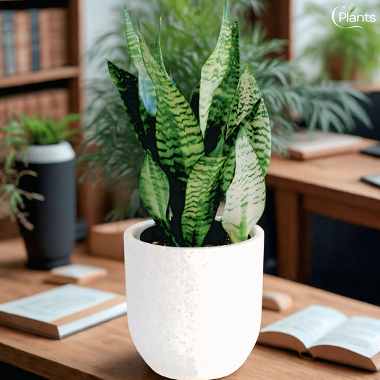 Sansevieria - Snake Plant