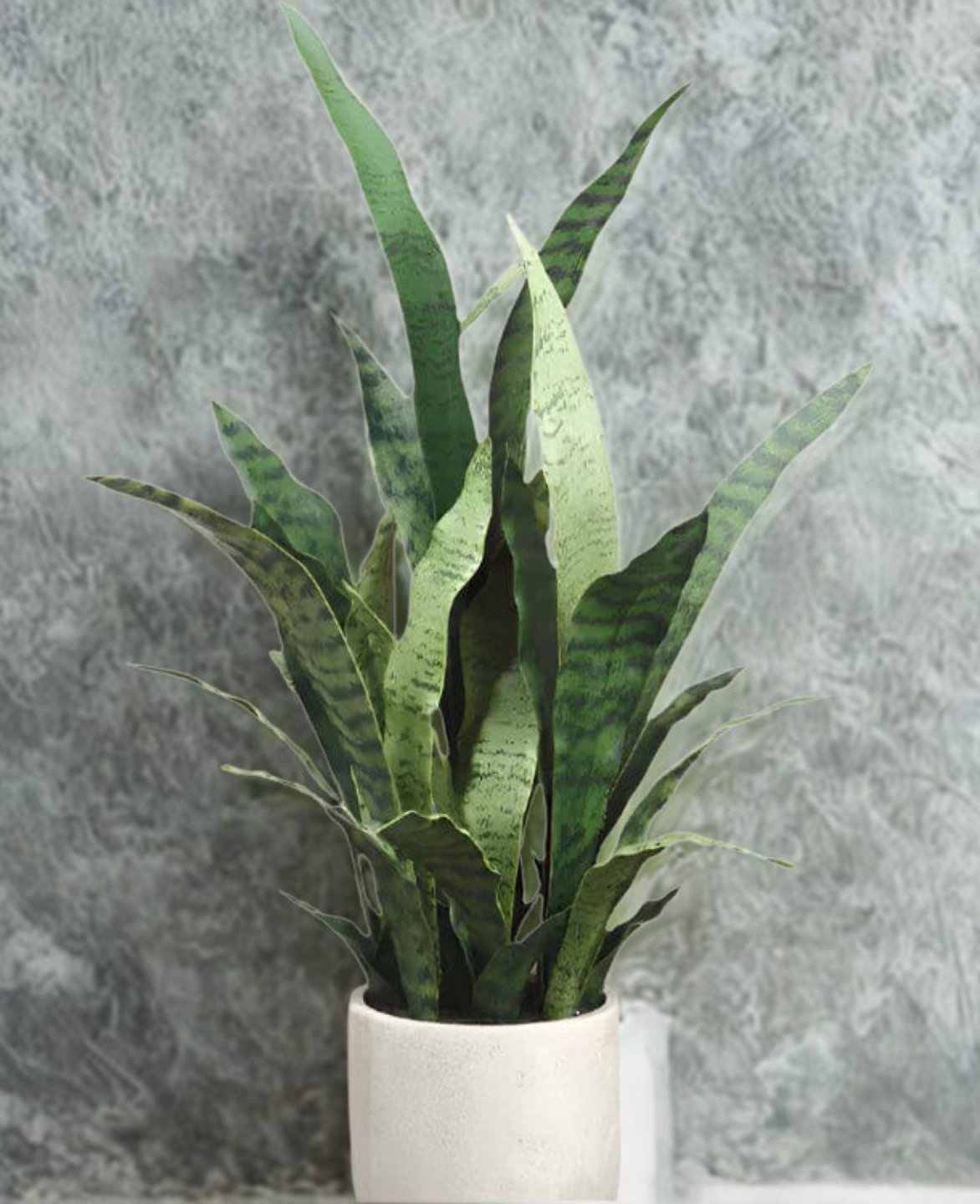 Snake Plant